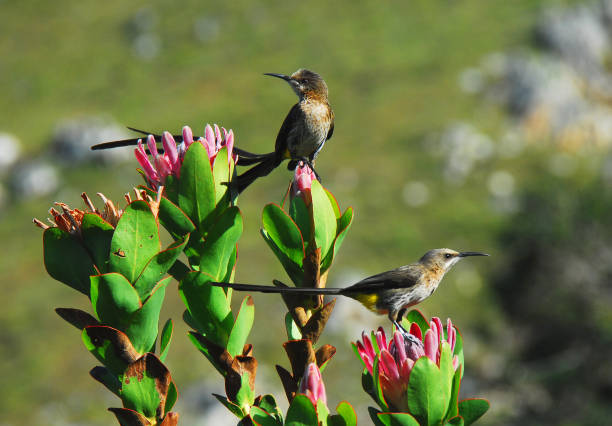 istock Africa- Cape Sugarbirds Feeding on Queen Proteas 1307670043