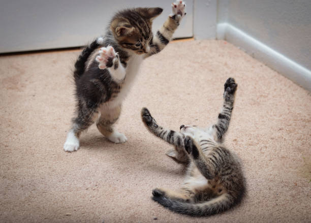 lucha de gatitos - cat fight fotografías e imágenes de stock