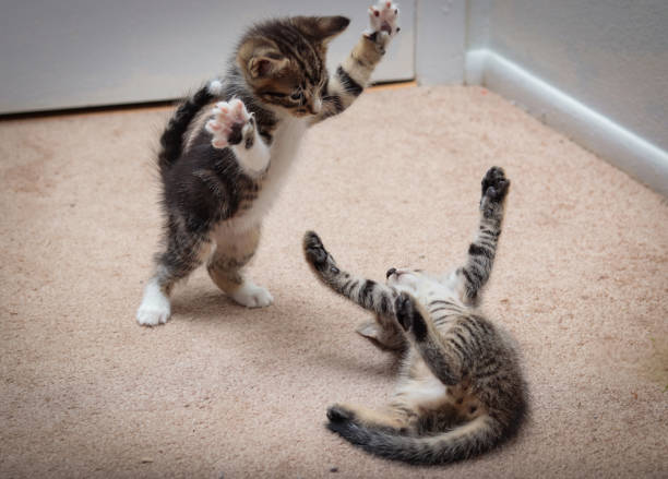 китти борьба - cat fight стоковые фото и изображения