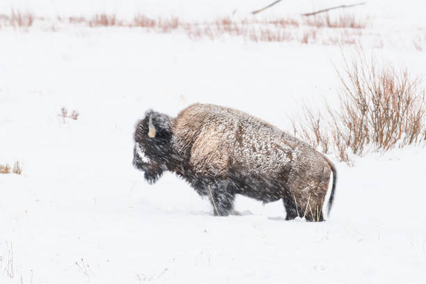 istock Bison (buffalo) coated with snow and ice crystals and it is snowing 1307670941