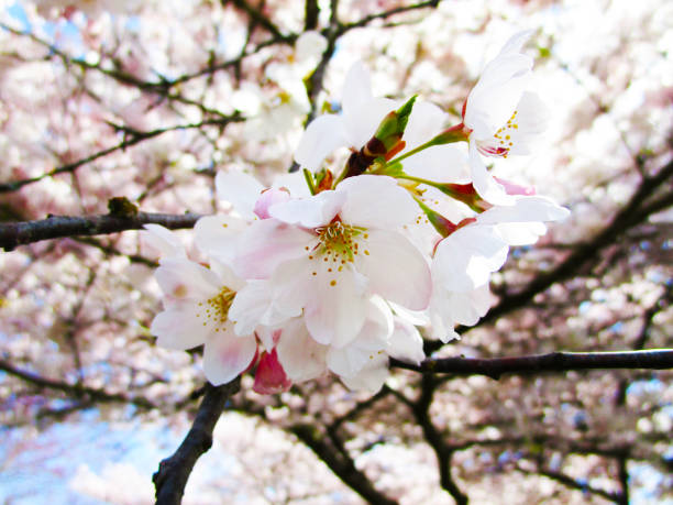 Pretty Cherry Blossom Flowers in Vancouver, Spring 2020.