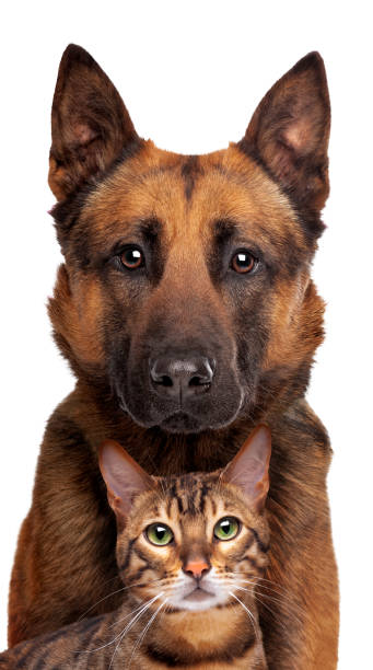 istock Belgian Shepherd dog and a tabby cat portrait looking at the camera 1307674358