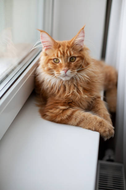 istock Adorable red tabby maine coon cat sitting on a window sill 1307674422