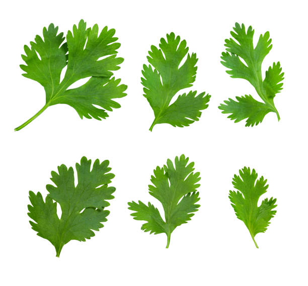 hoja de cilantro aislada sobre fondo blanco - parsley fotografías e imágenes de stock