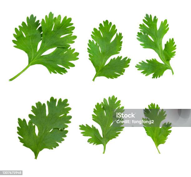 Coriander Leaf Isolated On White Background Stock Photo - Download Image Now - Coriander Seed, Cilantro, Parsley
