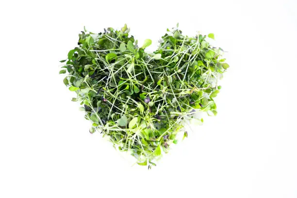 Brassica broccoli and red cabbage microgreens in heart shape isolated on white
