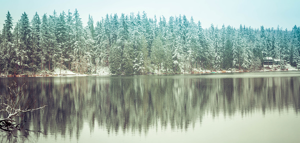 A panorama of a forest of pine trees reflecting in a lake during a snow storm.