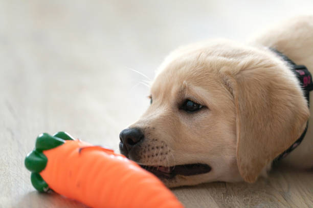 istock Labrador puppy is lying on floor near toy. 1307676739