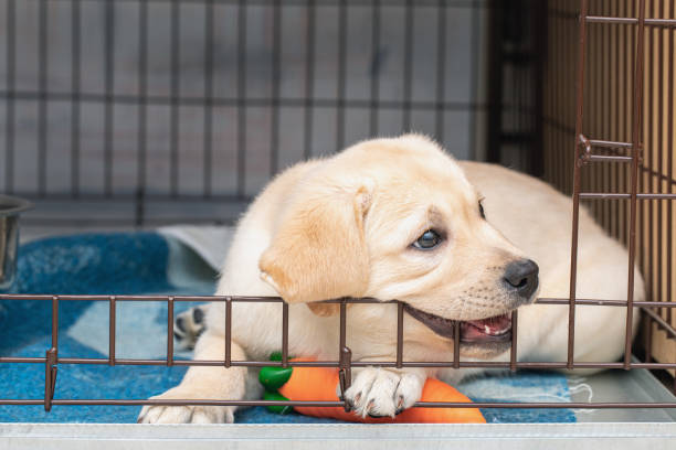 six-week-old Labrador puppy bites an iron cage. puppy is teething stock photo
