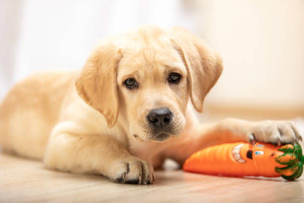 istock Cute labrador retriever puppy seen from front facing camera lying on floor holding rubber toy for dog 1307676745