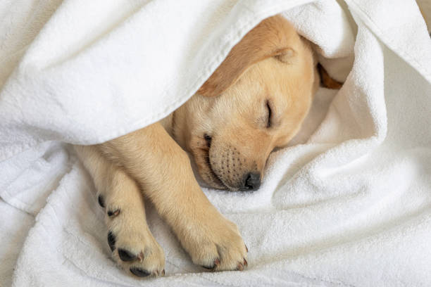 istock cute little nine week old retriever puppy sleeping on white background 1307676751