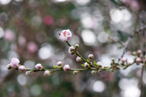Close-up of peach tree blossom with shallow depth of field.\nAmygdalus persica Prunus persica