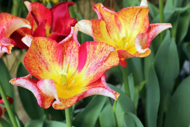 beautiful photo of tulips. unusual tulips. spring flowers. Tulips flowers close-up. garden spring nature.large buds of tulips.red yellow orange tulip.flower background.opened tulips growing in garden.
