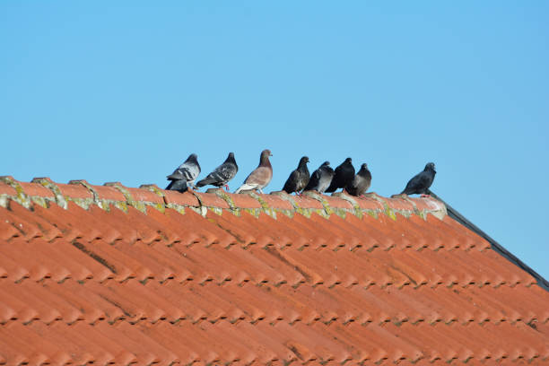 istock Eight feral pigeons 1307677528