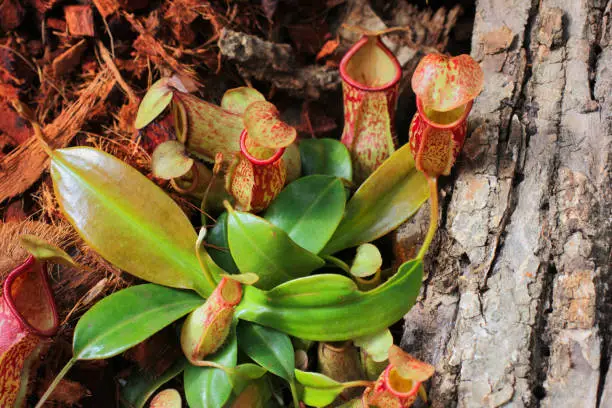 Nepenthes. Nepenthes alata. carnivorous plant. Close-up tropical pitcher plant. carnivorous plants background. pitcherplant flowers