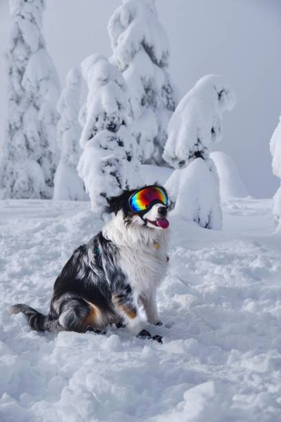 Mount Seymour ski area in winter. North Vancouver. British Columbia. Canada