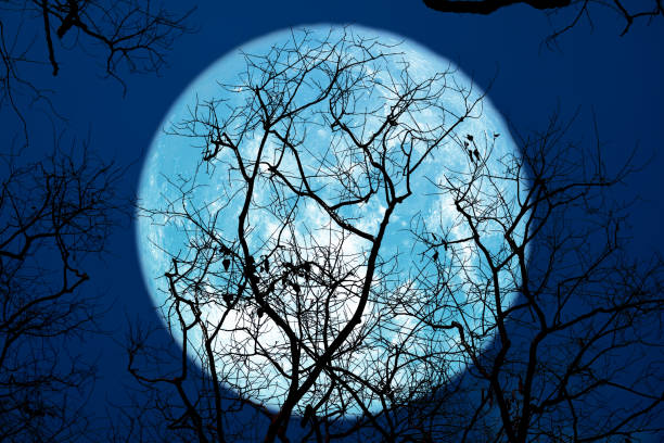 istock super sturgeon blue moon and silhouette tree in the night sky, Elements of this image furnished by NASA 1307678937