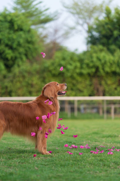 istock Golden Retriever on the grass with falling petals 1307679676