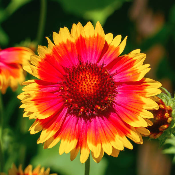 fiori di gaillardia rossi e gialli nel giardino sul letto leggermente ondeggianti nel vento. gaillardia pulchella - gaillardia pulchella foto e immagini stock