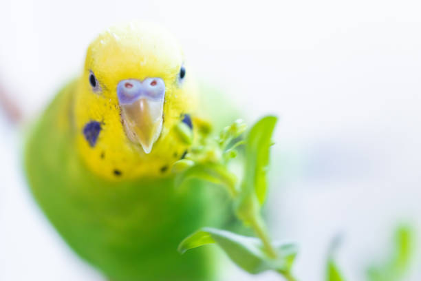 Budgerigar face close up Budgerigar face close up green parakeet stock pictures, royalty-free photos & images