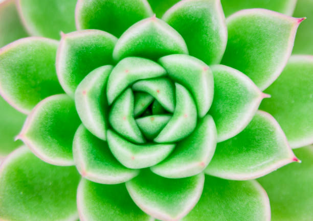 istock A close-up of green plants 1307685349