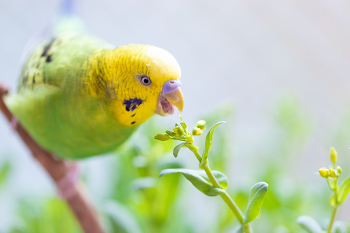 Cute domestic pet bird, parrot close-up