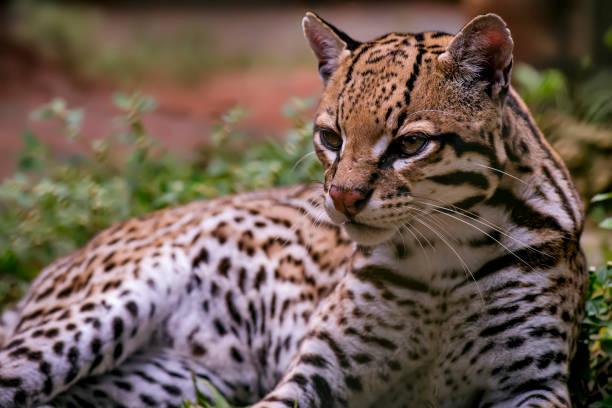 istock Oncelot photographed in captivity in Goias. 1307687152