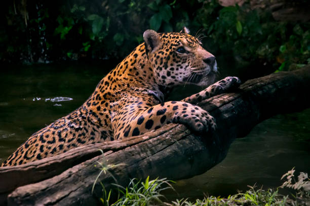 onça-pintada fotografada em cativeiro em goiás. centro-oeste do brasil. - jaguar - fotografias e filmes do acervo