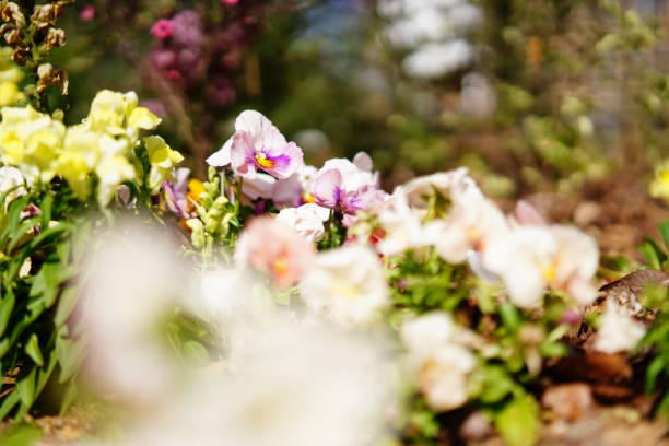 istock Many flowers at a park in Tokyo 1307688193