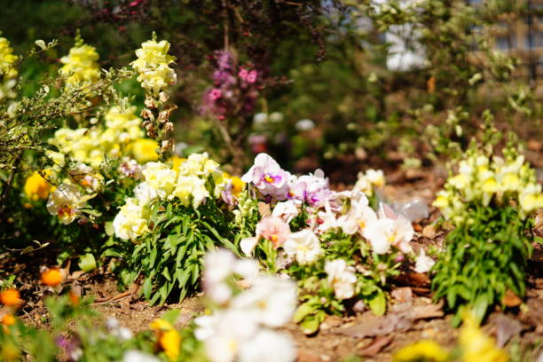 istock Many flowers at a park in Tokyo 1307688197