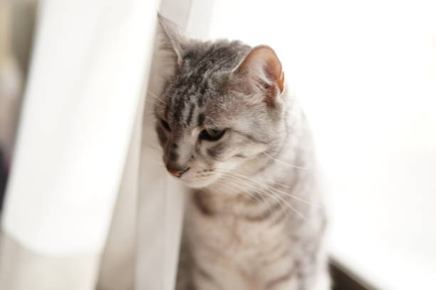 istock Egyptian mau glooming his body 1307688757