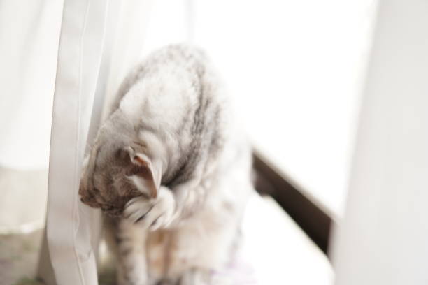 istock Egyptian mau glooming his body 1307688765