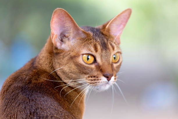 istock A cat of Abyssinian breed 1307689681