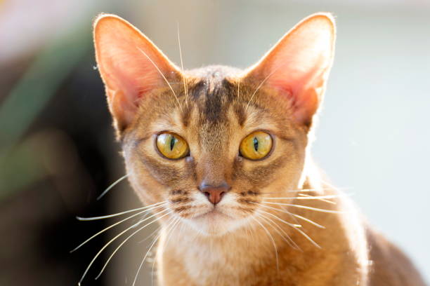 istock A cat of Abyssinian breed 1307689683