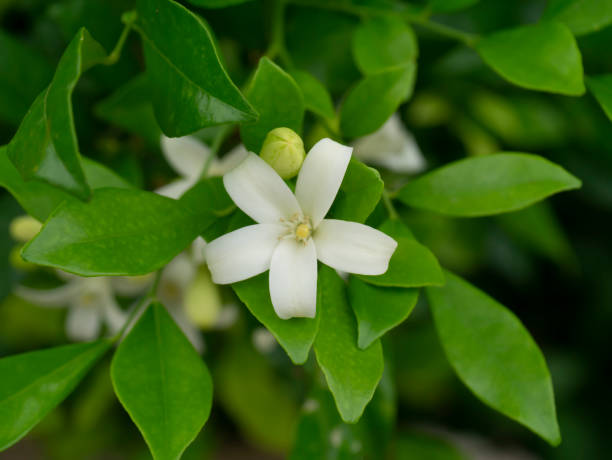 istock White Orange Jasmine or China Box flower with leaf. 1307692301