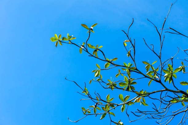 istock Tropical almond Tree in the spring with leaves on blue sky background 1307692315
