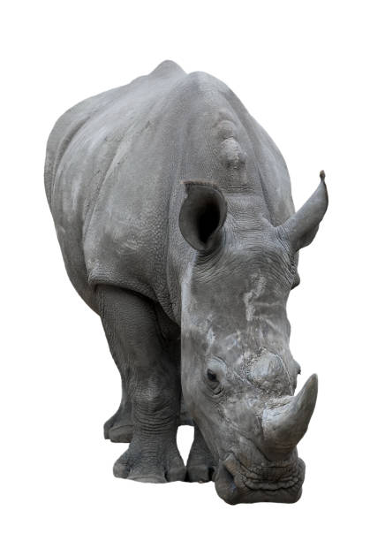 istock Portrait Rhino solid 1307692622
