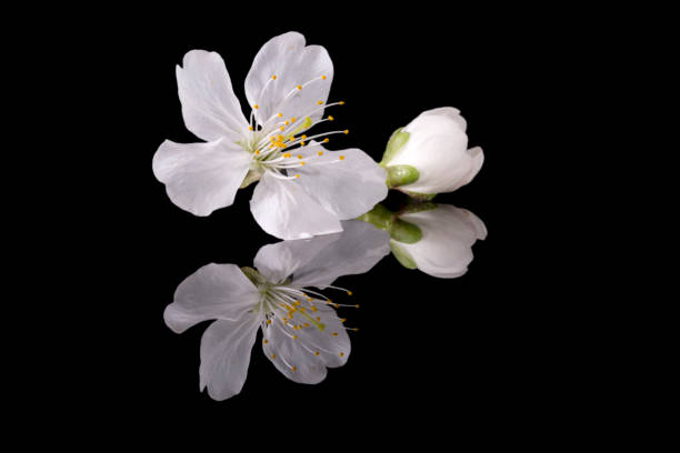 istock Apple tree blossom isolated on black background, close up. White delicate spring flowers. 1307693313