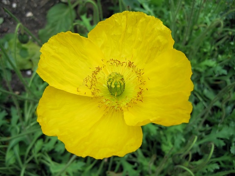 Champagne Bubbles Yellow poppy or Papaver nudicaule flower in the garden, close up