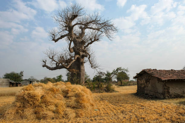 Traditional granary storage on stilts in a Senegalese salt marsh.