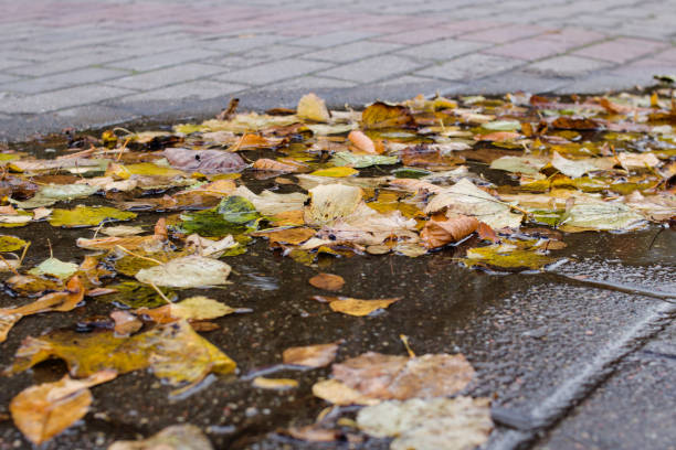 istock Yellow leaves in a puddle on sidewalk 1307695671