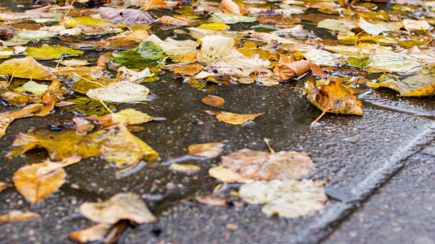 istock Yellow leaves in a puddle on sidewalk 1307695698