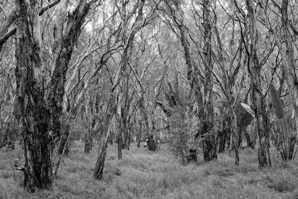 istock Swampy Paper Bark Forest 1307695735