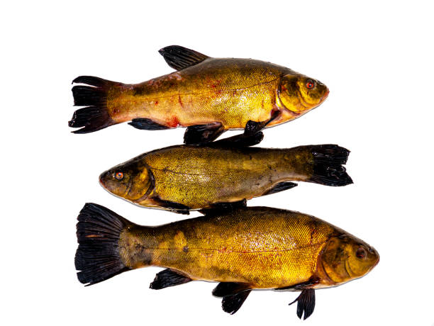 Freshwater fish tench on a white background. Freshwater fish tench on a white background. Fish tench. Freshwater fishing. Fishing catch. Underwater animals of lakes and rivers. Cooking food. Fins and scales. Background image. golden tench stock pictures, royalty-free photos & images