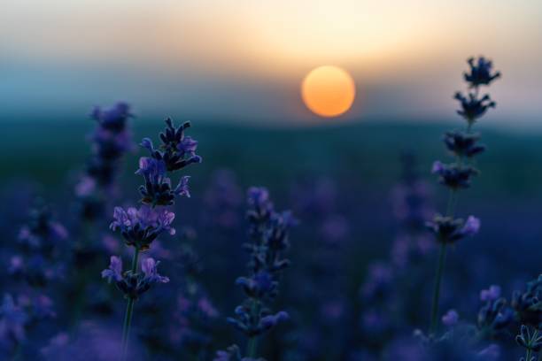 istock Close up Lavender flower blooming scented fields in endless rows on sunset. Selective focus on Bushes of lavender purple aromatic flowers at lavender fields 1307695886