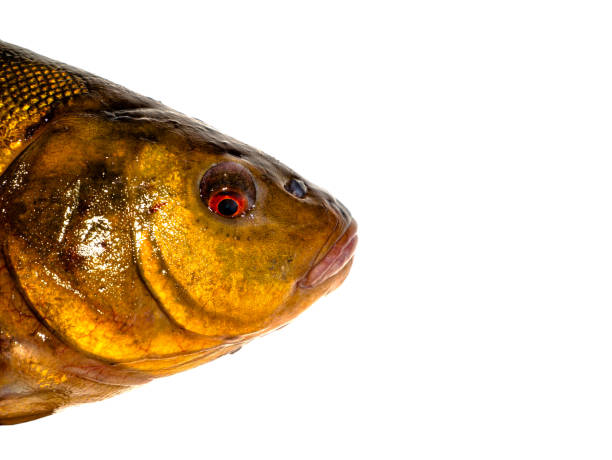 Freshwater fish tench on a white background. Freshwater fish tench on a white background. Fish tench. Freshwater fishing. Fishing catch. Underwater animals of lakes and rivers. Cooking food. Fins and scales. Background image. golden tench stock pictures, royalty-free photos & images