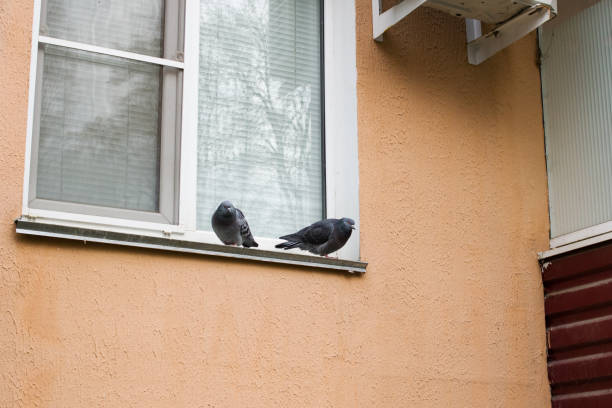 istock Two pigeons are sitting on the windowsill 1307696498