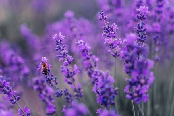 istock Close up Lavender flower blooming scented fields in endless rows on sunset. Selective focus on Bushes of lavender purple aromatic flowers at lavender fields 1307696533