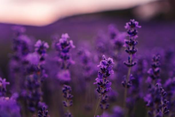 istock Close up Lavender flower blooming scented fields in endless rows on sunset. Selective focus on Bushes of lavender purple aromatic flowers at lavender fields 1307696611