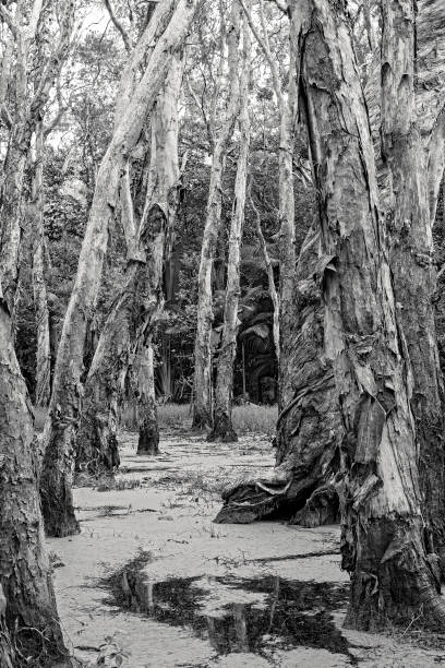 istock Swampy Paper Bark Forest 1307696757